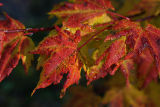 yellow and red maple.jpg