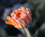 Frozen Marigold