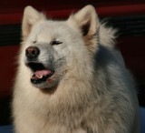 Samoyed