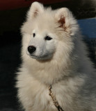 Ani, 4 month old Samoyed pup