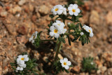 Tiny Desert Blossoms