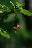 Fuschia Gooseberry Blossom