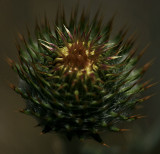 Thistle Bud