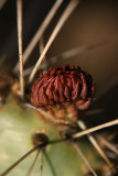 New Cactus Growth