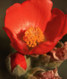 1desert mallow.jpg