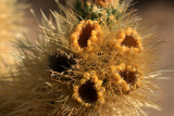 1Cholla detail.jpg