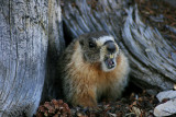 Marmot