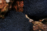 Black Bead Fungus