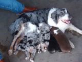 reily and slingers litter