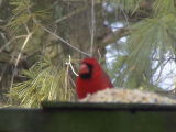 my  cardinal