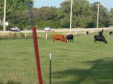 The Steers in Wisconsin