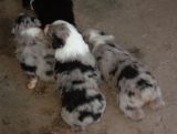 Blue merle pups