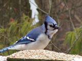 bluejay at feeder
