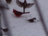 A bird taking off in flight