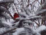 A spot of red