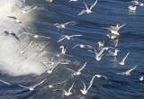 gulls larking at Towan