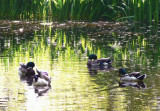 drakes preening on the pond