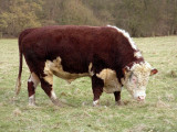 Hereford bull