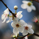 cherry plum blossom, very early