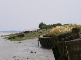 concrete barges on the Severn at Purton, probably wartime when steel was in short supply