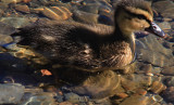duckling - very tame by the Coniston pier and cafe