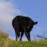 Cattle - a turn for Welsh blacks, a group grazing the Malvern Hills