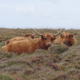 ..and now the southernmost coos in Britain on Kynance cliffs in Cornwall
