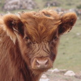 calf with horn buds just showing nicely