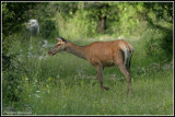 red deer (cervus elaphus)