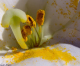 Lily with Pollen