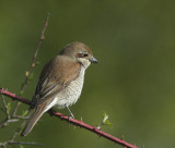 Red-backed Shrike (Trnskata) Lanius collurio