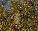 Rose-coloured Starling (Rosenstare) Sturnus roseus