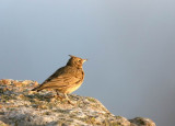 Crested Lark (Tofslrka) Galerida cristata