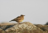 Crested Lark (Tofslrka )Galerida cristata