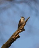 Nuthatch (Sitta europea) Ntvcka