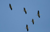  Cranes (Tranor 2K) Grus grus