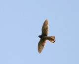 Kestrel (Tornfalk) Falco tinnunculus