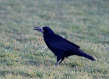 Rook (Rka) Corvus frugilegus