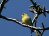 Serin (Gulhmpling) Serinus serinus