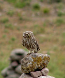 Little Owl (Minerva uggla) Athene noctua