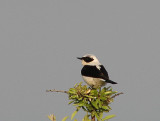 Black-eared Wheatear (Medelhavsstenskvtta) Oenanthe hispanica