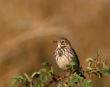 Meadow Pipit (ngspiplrka) Anthus pratensis