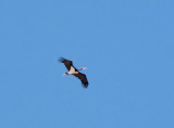 Black Stork (Svart stork) Ciconia nigra