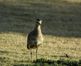 Sociable Plover (Stppvipa) Chettusia gregarius