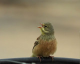 Ortolan (Ortolansparv) Emberiza hortulana