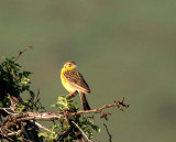 Yellow-breasted Pipit Anthus chloris