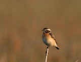 Whinchat (Buskskvtta) Saxicola rubetra