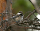 Siberian Tit (Lappmes) Parus cinctus