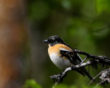 Brambling (Bergfink) Fringilla montifringilla