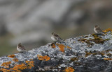 Twite (Vinterhmpling) Carduelis flavirostris